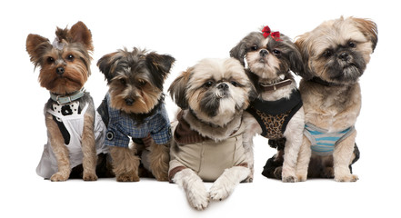 Shih Tzu's and Yorkshire terriers