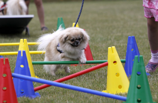 Springender Tibetspaniel