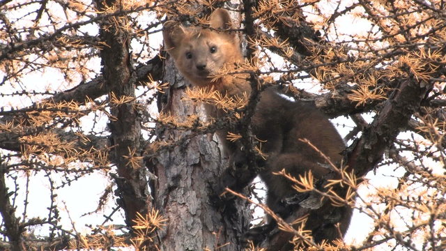 The sable sits on a branch. A close up. Autumn. Siberia.