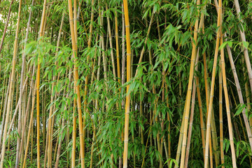 Obraz premium bamboo