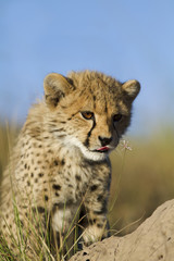 Cheetah curiosity