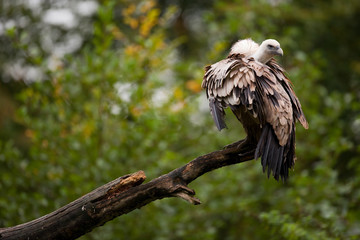 vautour fauve rapace charogne perchoir carcasse peur opportunist