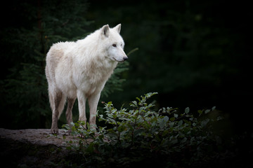loup hurler hurlement meute chien peur crainte forêt gueule den