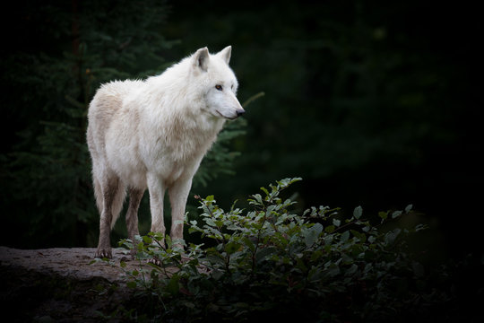 loup hurler hurlement meute chien peur crainte for&ecirc;t gueule den