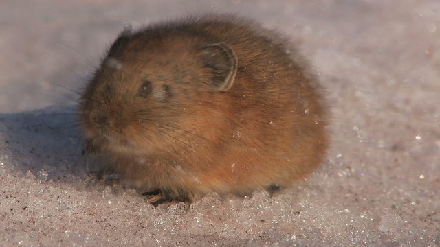 Pika. A close up.