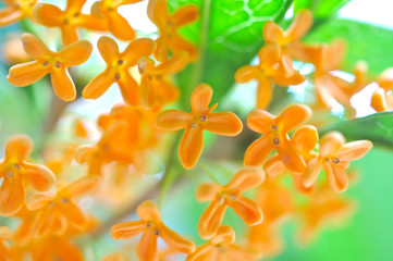 キンモクセイの花のアップ