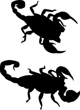 scorpions silhouette vector