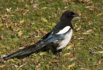 Magpie