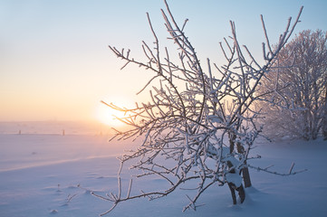 Fototapeta premium Frost