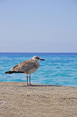 GABBIANO SULLO SCOGLIO, SARDEGNA, ITALIA