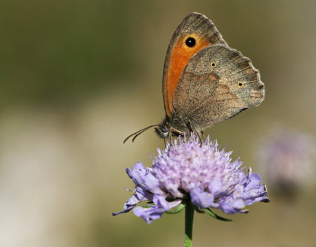Schmetterling