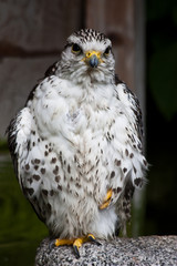 Gyr Falcon