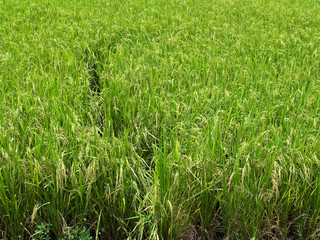 Paddy rice