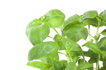Basil. Macro photo.