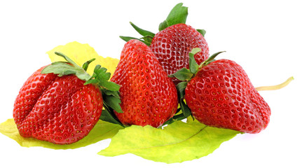 des fraises sur feuille