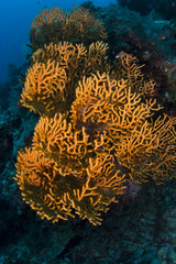 Fototapeta na wymiar Miękki koral pomarańczowy na rafie