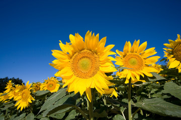 ひまわりと青空