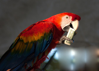 parrot eating 1 dollar bank note