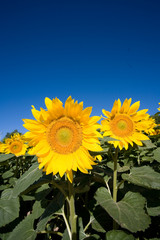 ひまわりと青空