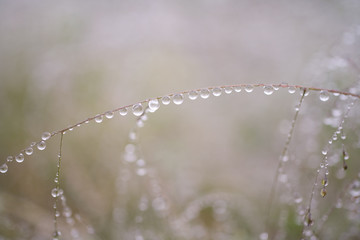 Fototapeta premium 水滴と光