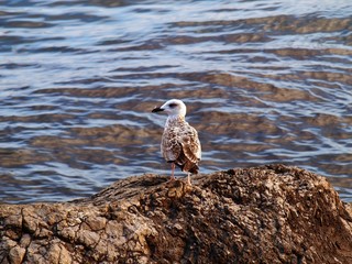 a seagull