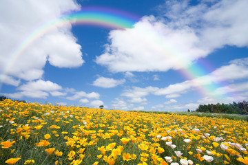 花畑と虹