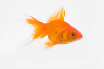 Fototapeta premium 金魚