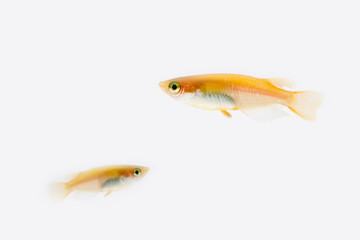 Fototapeta premium メダカ