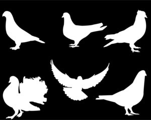 white pigeon collection vector