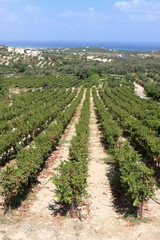 Fototapeta na wymiar Vineyard in crete