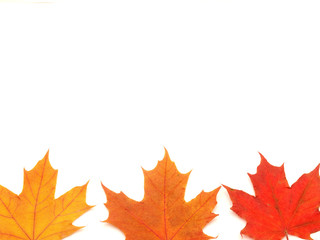 Multi-colored leaves