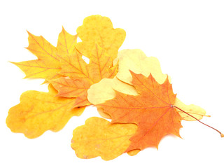 Fototapeta premium Multi-colored leaves