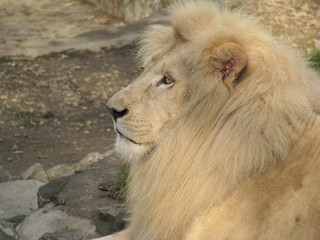 Beautiful profile of proud lion