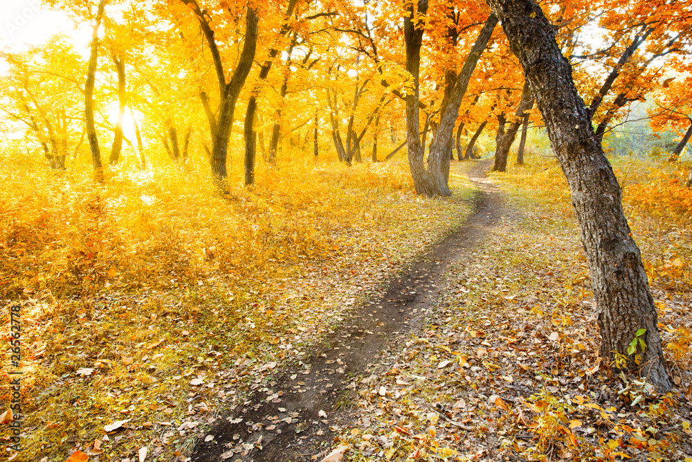 Wall mural autumn morning park