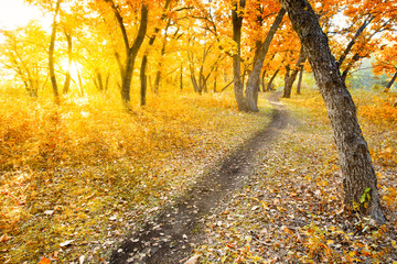 Obraz premium autumn morning park