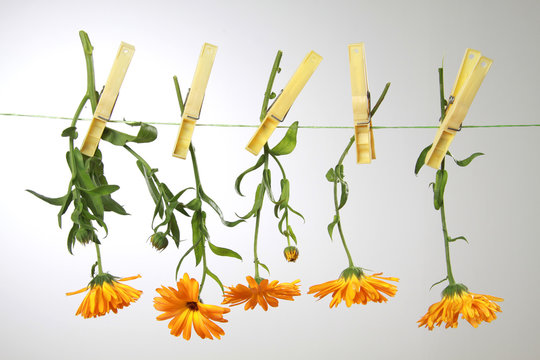 Ringelblumen