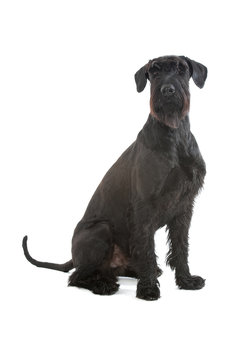 Riesenschnauzer
