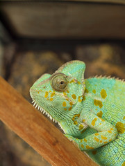 Fototapeta premium Green chameleon