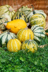 Colorful pumpkins collection on the market
