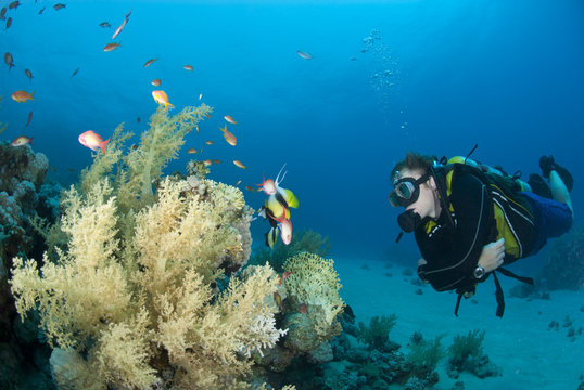 Male scuba diver observing tropical marine life.