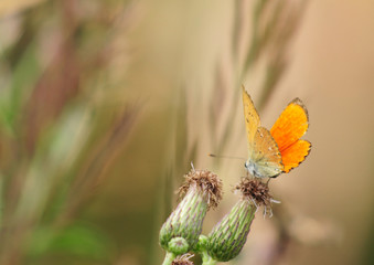 Czerwończyk dukacik Lycaena virgaureae © Gucio_55