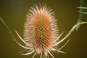teasel plant