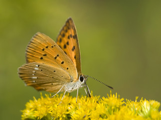 Czerwończyk dukacik Lycaena virgaureae © Gucio_55
