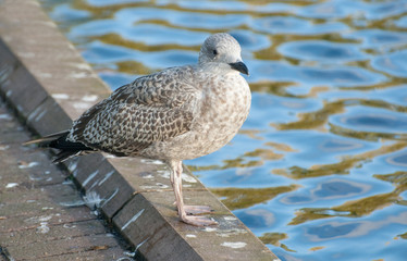 young seagull by water