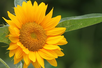 Obraz premium Tournesol