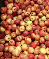 Plein de pommes