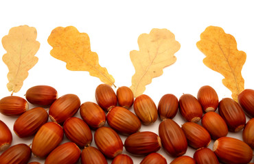 Acorns and leaves
