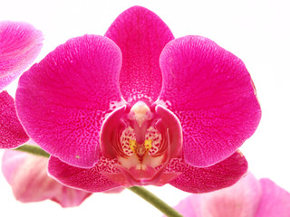 Orchid