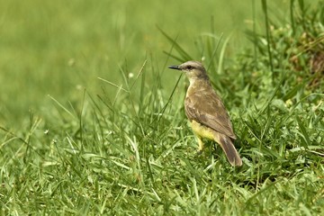 Stelzentyrann - Machetornis Rixosa