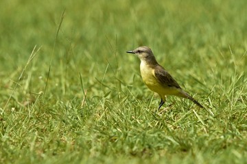 Stelzentyrann - Machetornis Rixosa